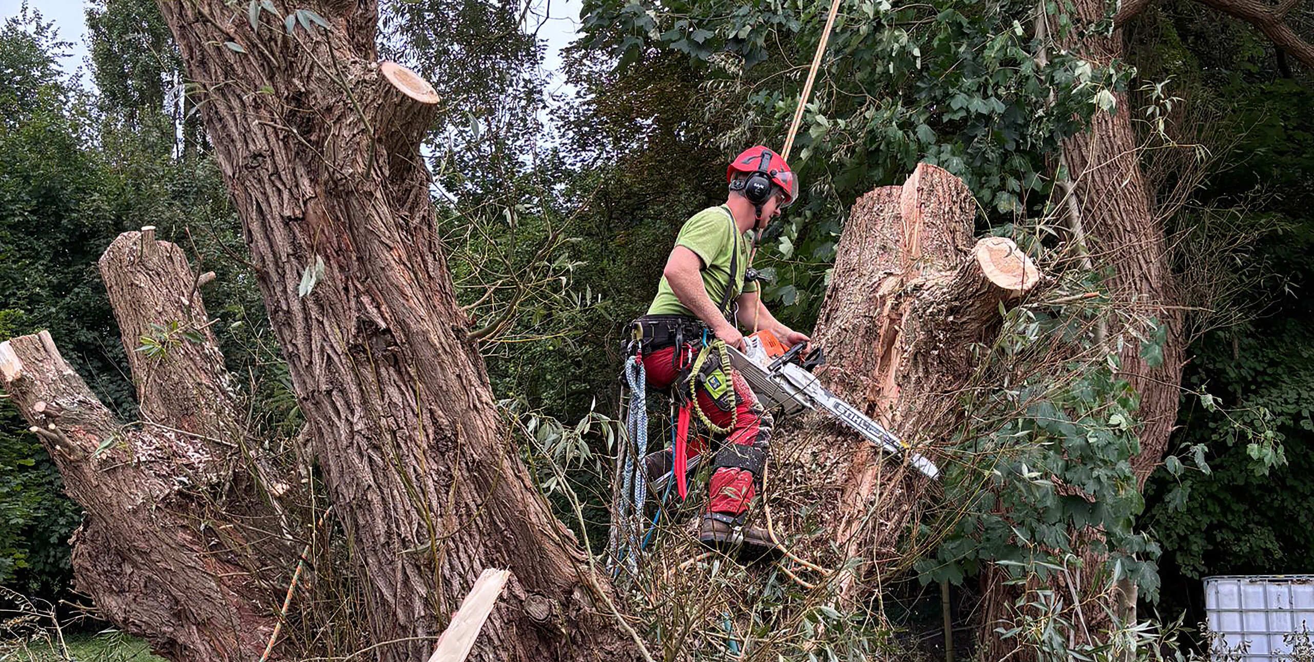 Baumpfleger mit Motorsäge fällt großen Baum in bewaldeter Umgebung